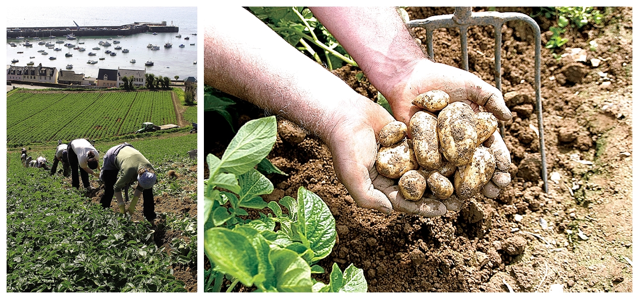 Jersey Royals