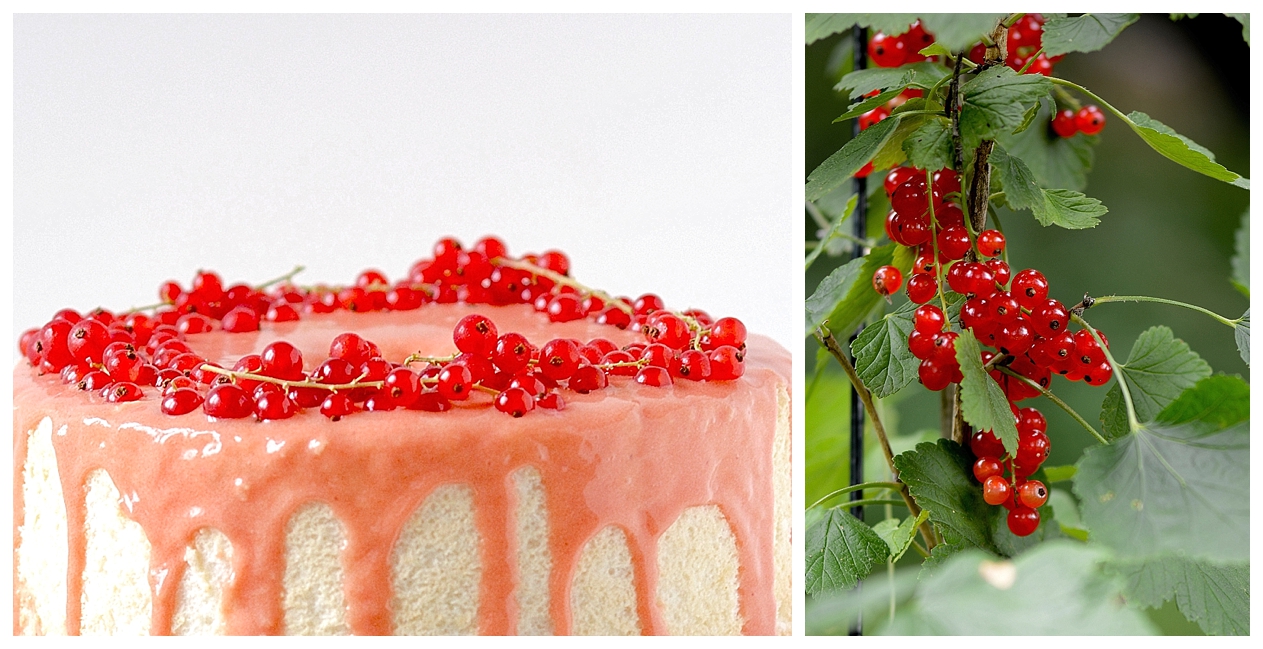 Johannisbeeren Eiweißverwertung Johannisbeer Curd