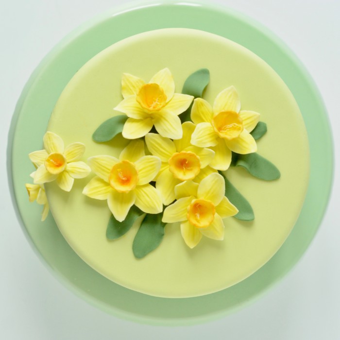 Oaterglocken Daffodils Narzisse